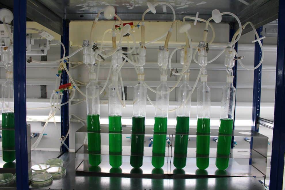Einfache Labor-Anzucht von Cyanobakterien in mit Luft begasten Röhren. | Foto: Dr. Karl Forchhammer, Universität Tübingen