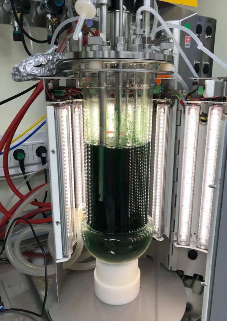 Im Photobioreaktor können größere Mengen an Cyanobakterien kultiviert werden. | Foto: Dr. Karl Forchhammer, Universität Tübingen